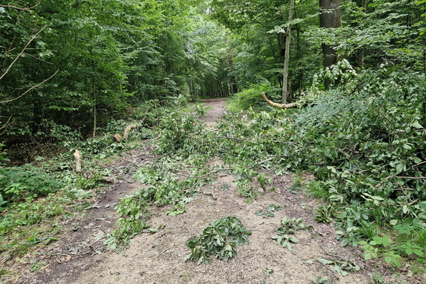 Fallen branches on the way