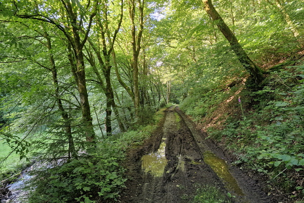 Pretty but dirty track near Rambrouch