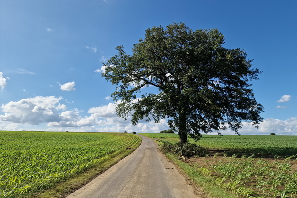 Slightly damaged huge oak tree near Schweich