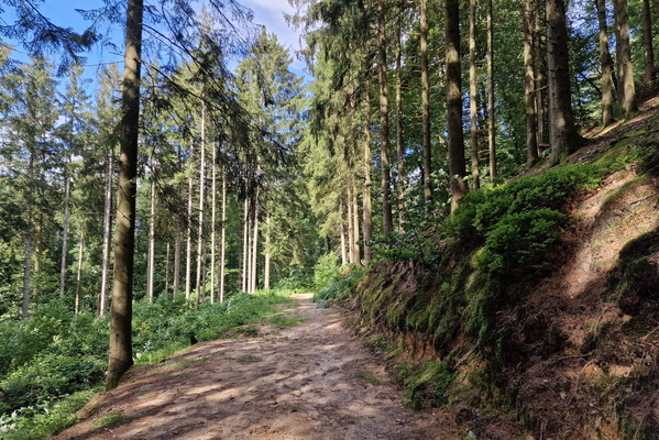 Forest path near Ehner