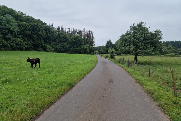 Scared cow