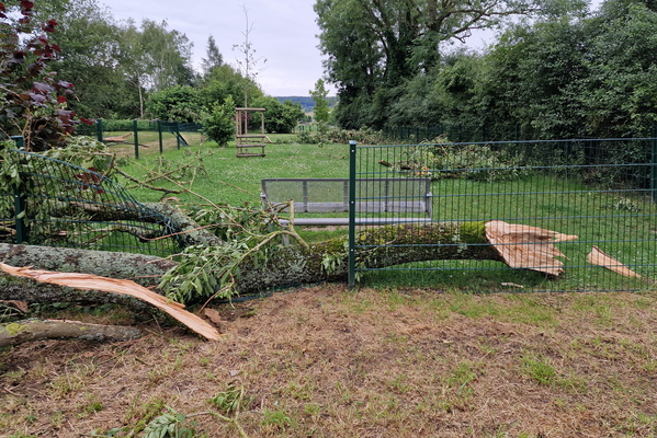 Damaged trees