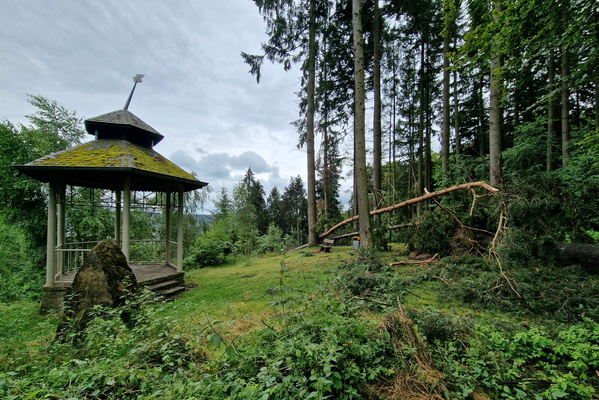 Damaged trees