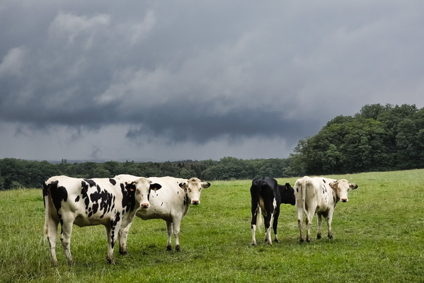 Curious cows