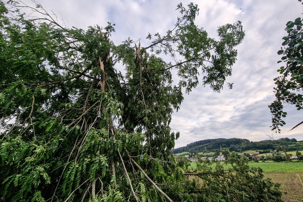 Heavily damaged trees