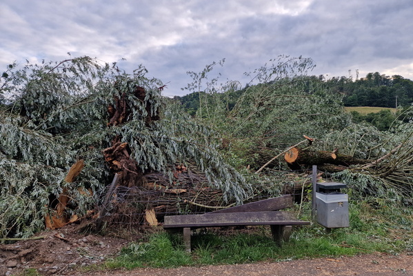 Trees broken by the thunderstorm