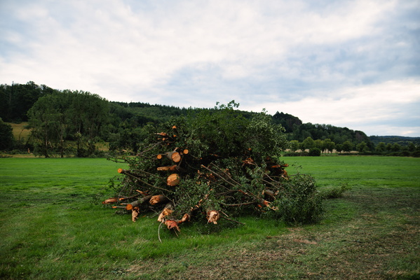 Trees broken by the thunderstorm