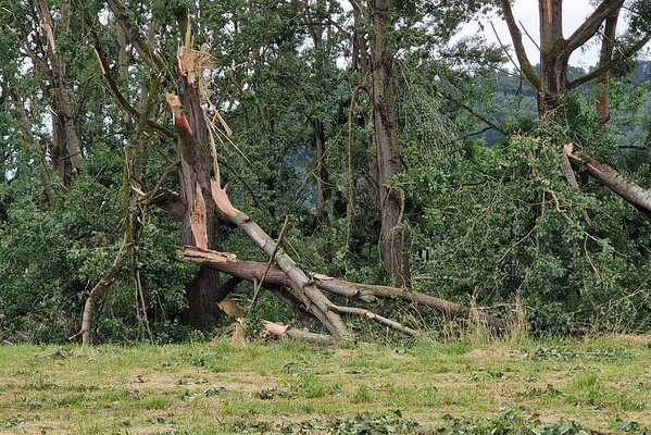Damaged trees