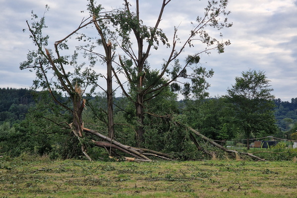 Damaged trees