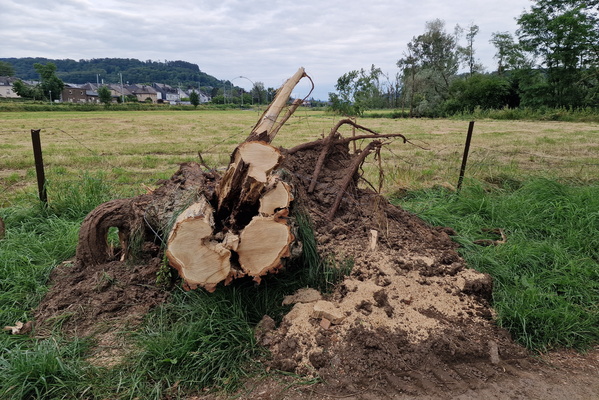 Tree no more