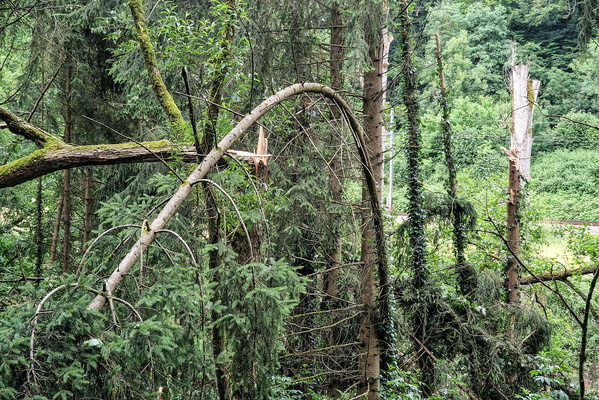 Bent trees