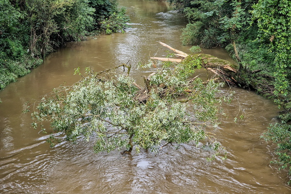 Broken tree in the Alzette