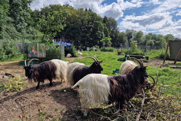 Goats near Blaschette