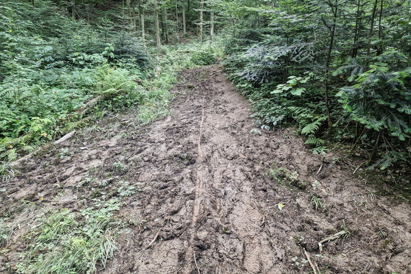 Muddy track