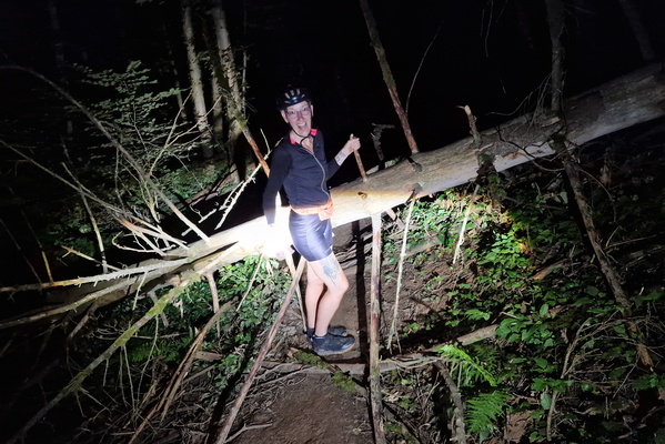 Fallen tree on the way