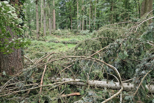 Trees destroyed by the storm