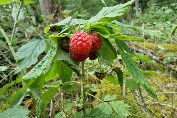 Raspberry
