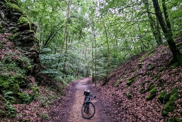 Forest near Schifflange