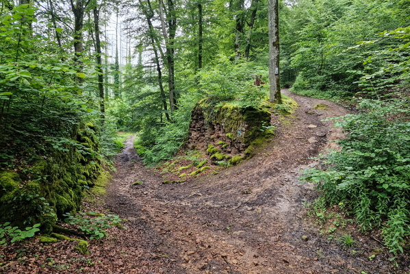Forest near Kayl