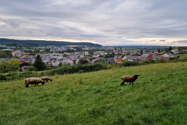 Sheep in Tétange