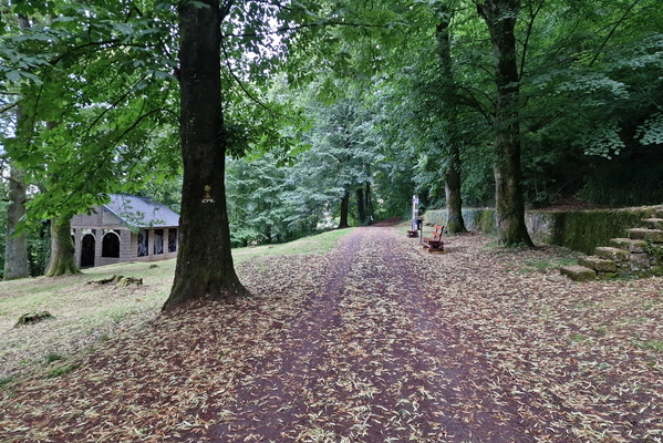 Fallen leaves