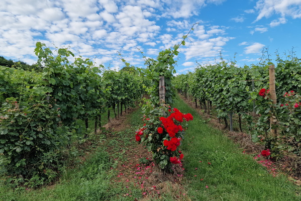 Vineyards