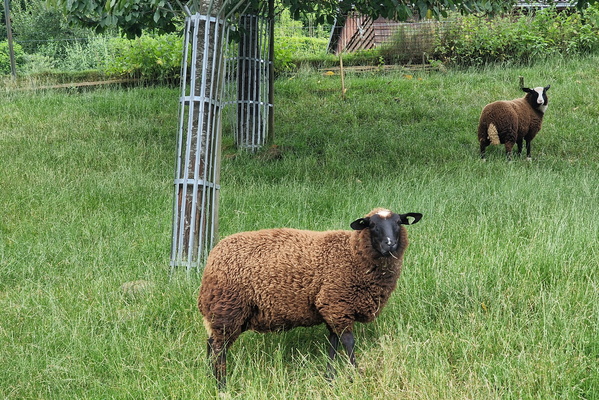 Sheep