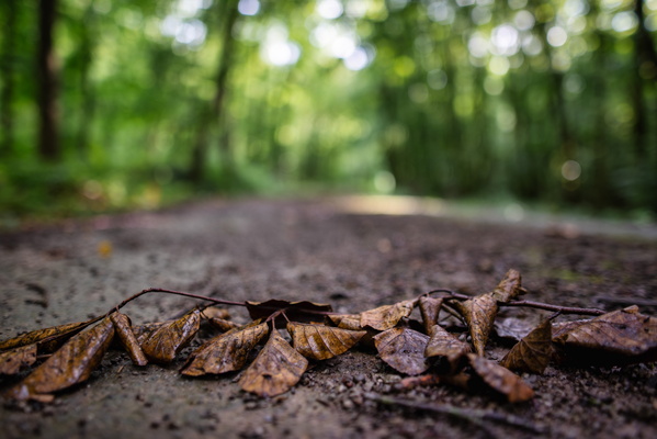 Old branch on the ground