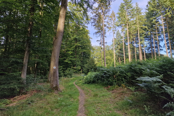 Path in Grünewald