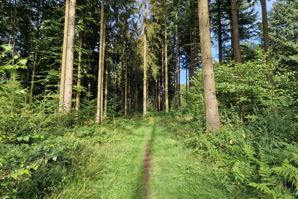 Path in Grünewald