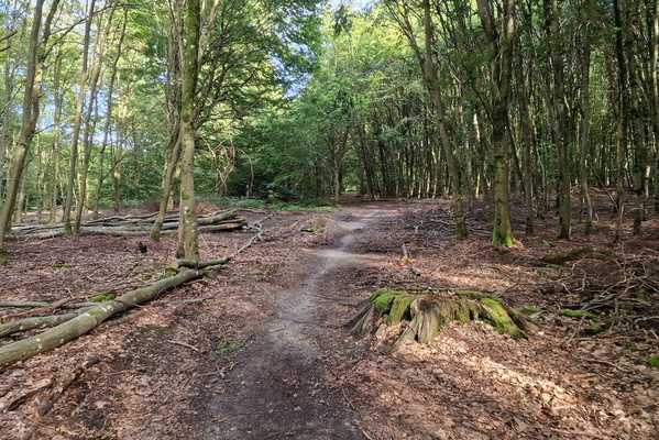 Path in Grünewald