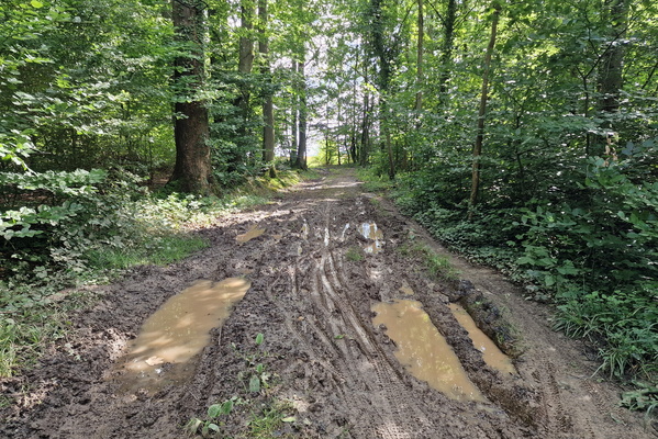 Dirty forest track