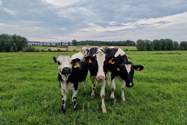 Cows