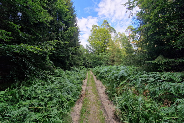 Forest track near Fischbach