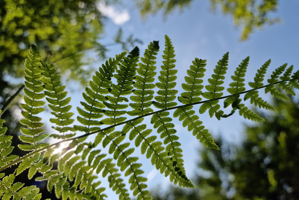 Green fern