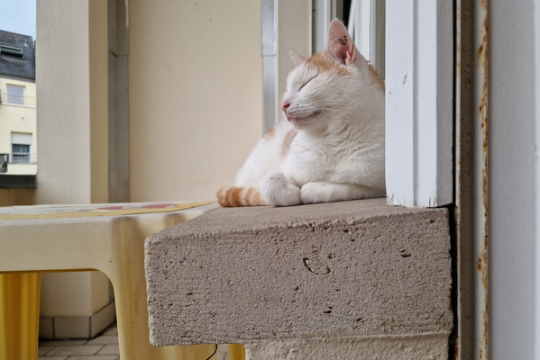 Timmy sleeping on the balcony