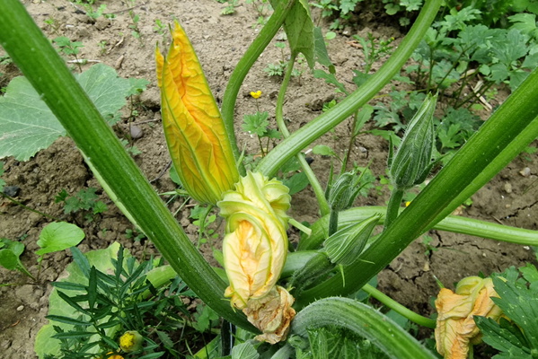 Courgette flower