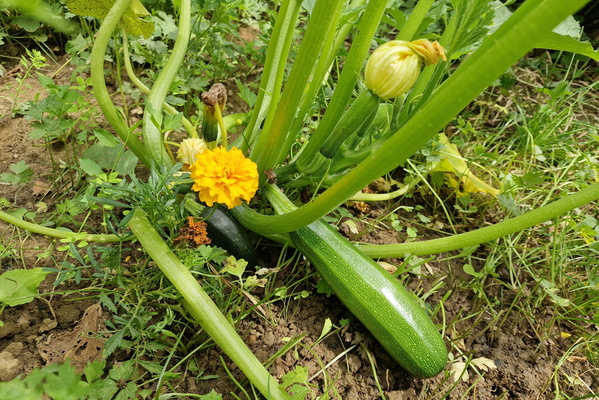 Courgettes