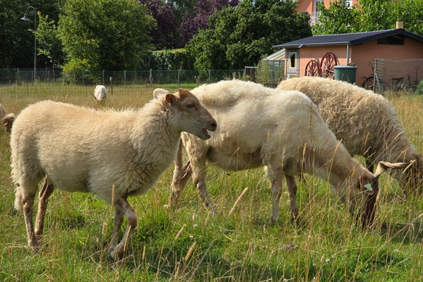 Sheep in Kehlen