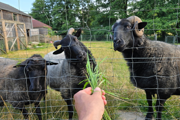 Bribing sheep in Hobscheid