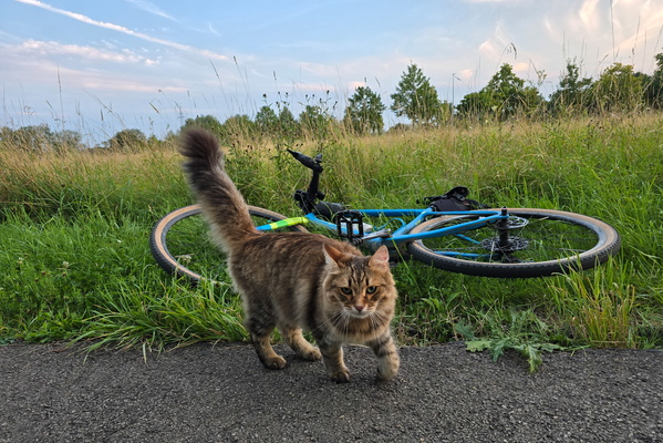 Cat encounter