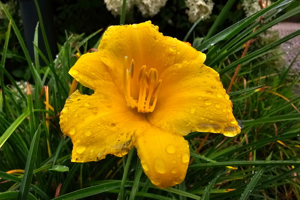 Wet flower