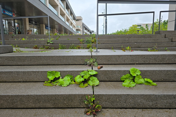 Growing plants in stairs