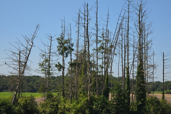 Poor trees