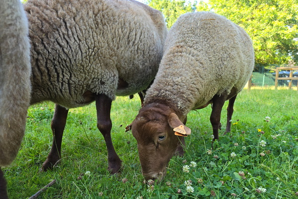 Sheep of Athus