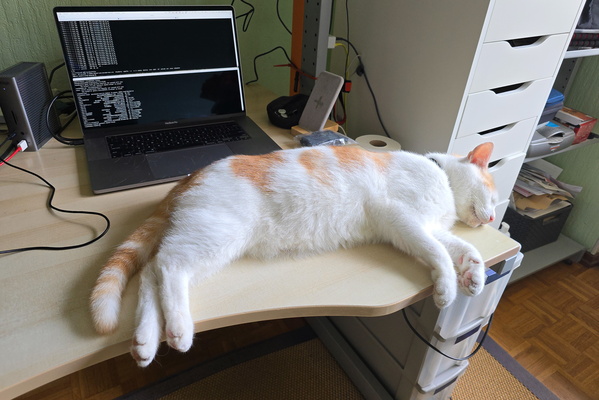 Timmy sleeping on my desk