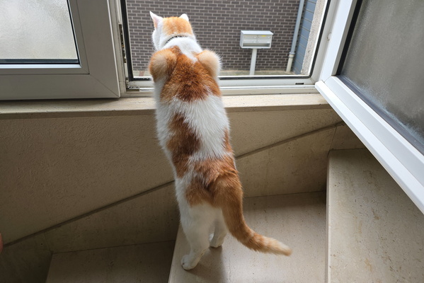 Timmy looking outside