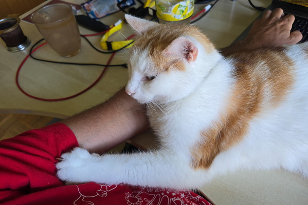 Timmy on my desk while I'm working