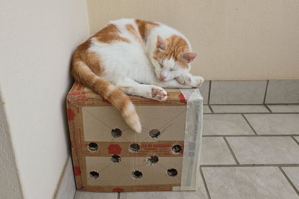Timmy sleeping on his box
