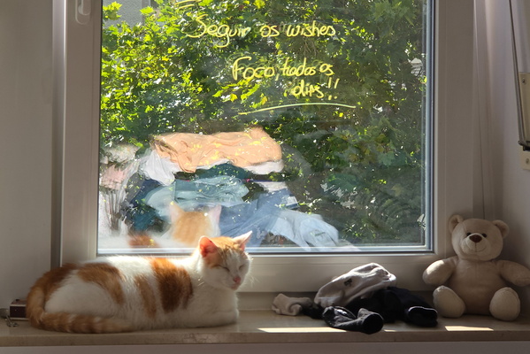 Timmy by the window